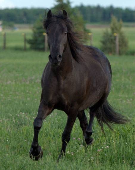 diablo - Mâle (3 ans)