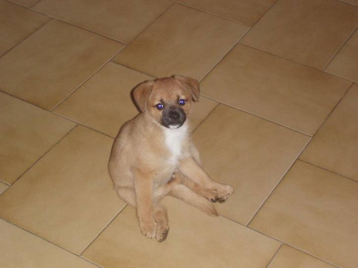 Peggy - (7 mois)