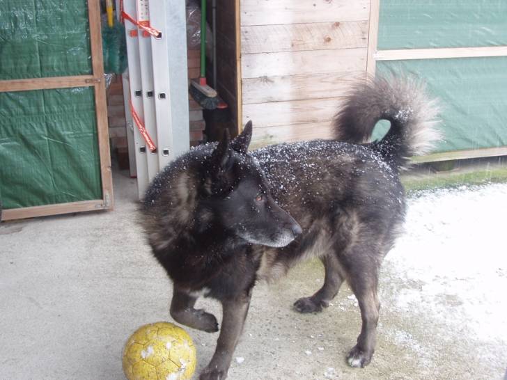 Balto - Mâle (7 ans)