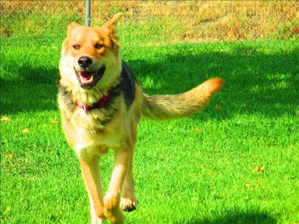 Blazer - Mâle (2 ans)