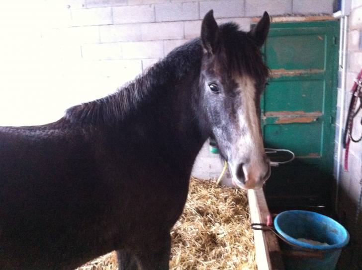 arabella - (3 ans)