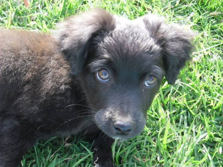 leila - (4 mois)