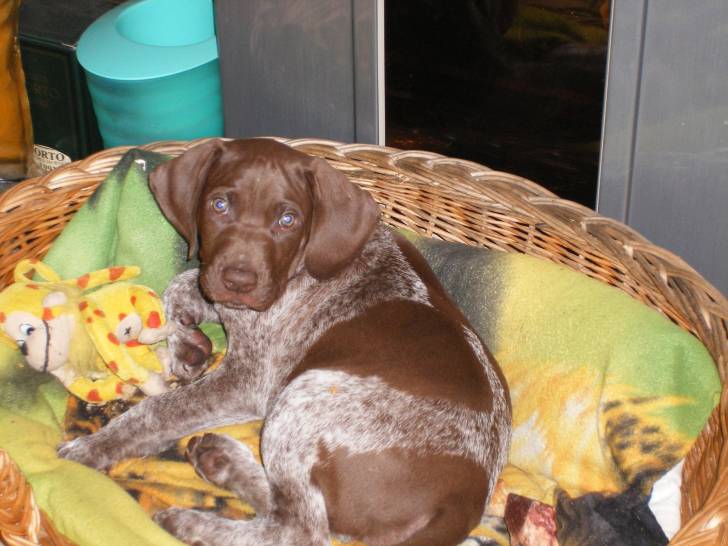 Dick - Mâle (2 ans)