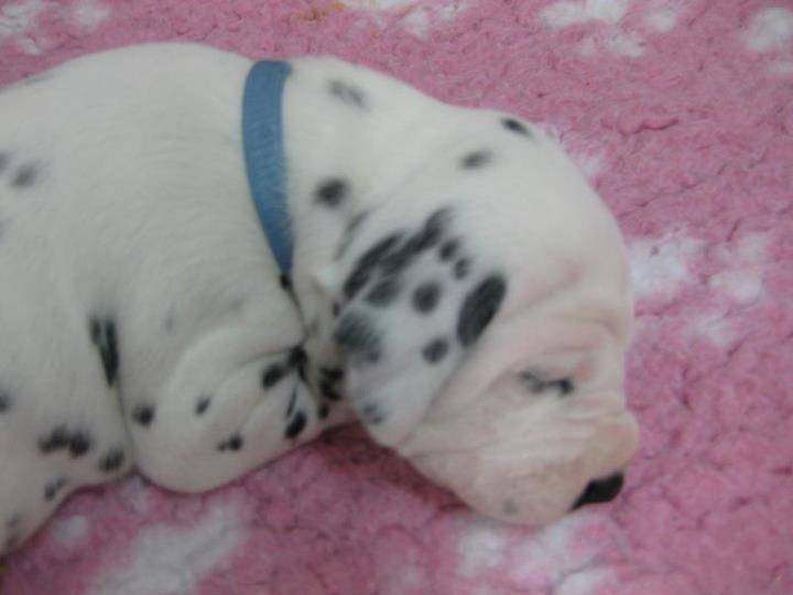 jule - (3 mois)