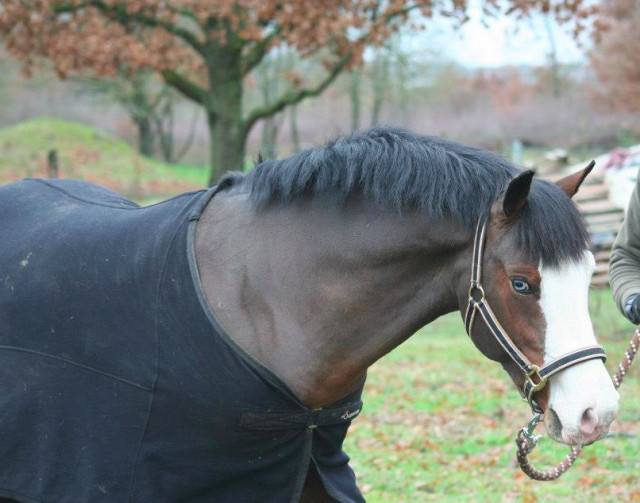 Apache - Mâle (4 ans)