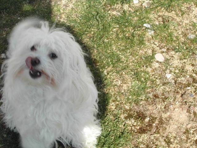 sophie - Femelle (10 mois)