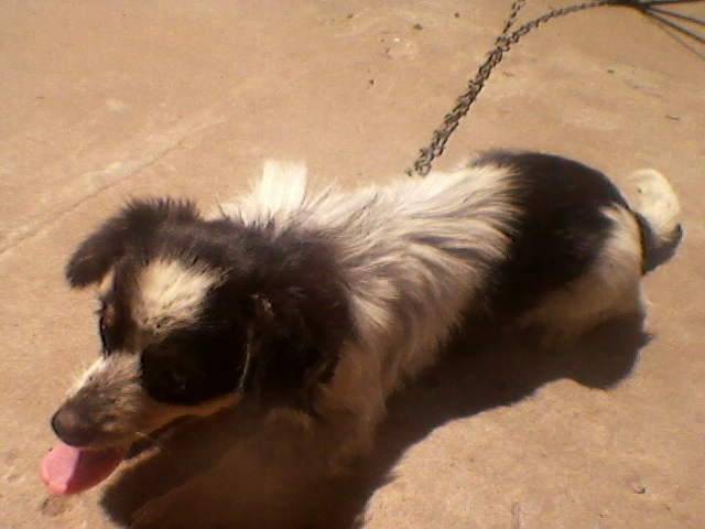 Vicky - Femelle (9 mois)