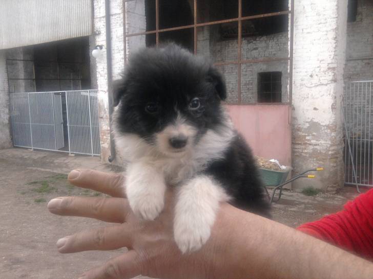 Asia - (2 mois)