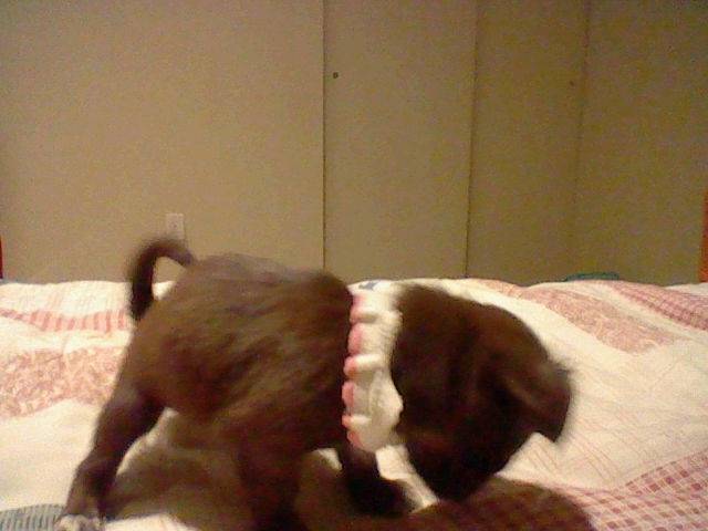 Piry - Femelle (8 mois)