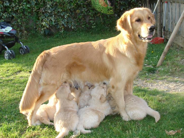 Golden Apple & cuccioli - (3 ans)