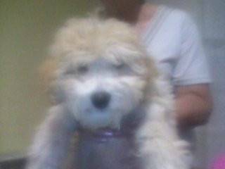 maico - Mâle (4 mois)