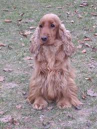 Pancho xD - Mâle (3 ans)