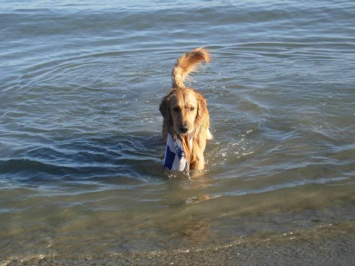 Simba - Mâle (4 ans)