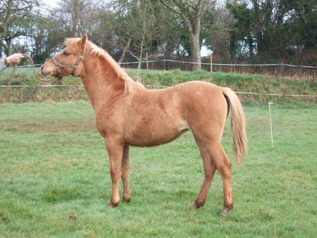 cassiopée - (10 mois)