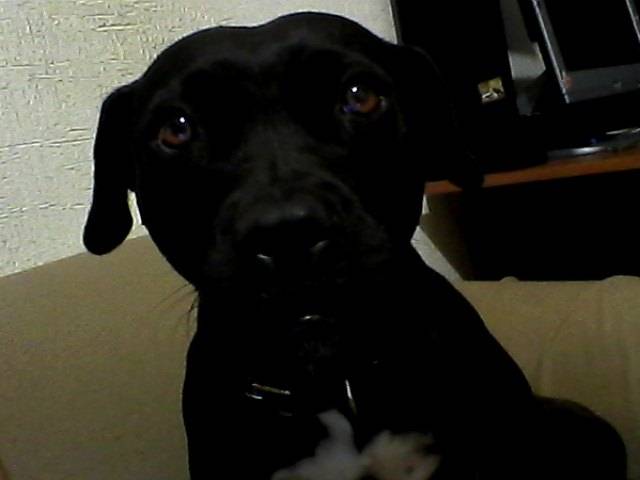 Katana - Femelle (3 ans)