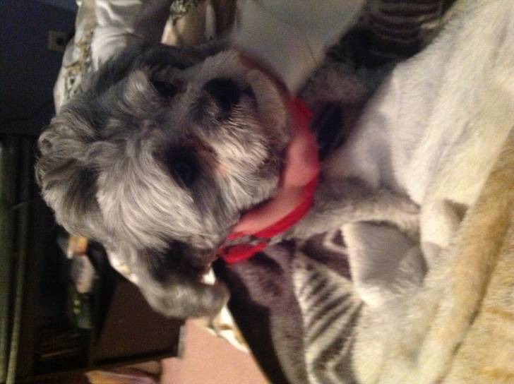 Daisy - Femelle (3 ans)