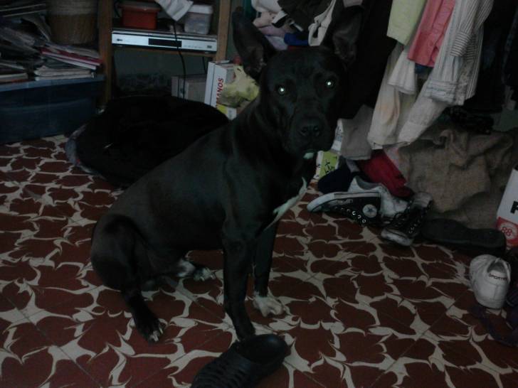 osreon - Mâle (2 ans)