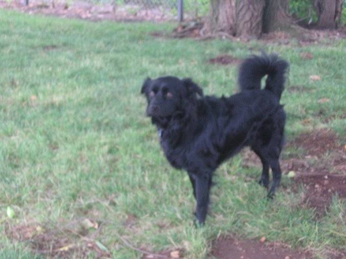 Tanji - Mâle (3 ans)