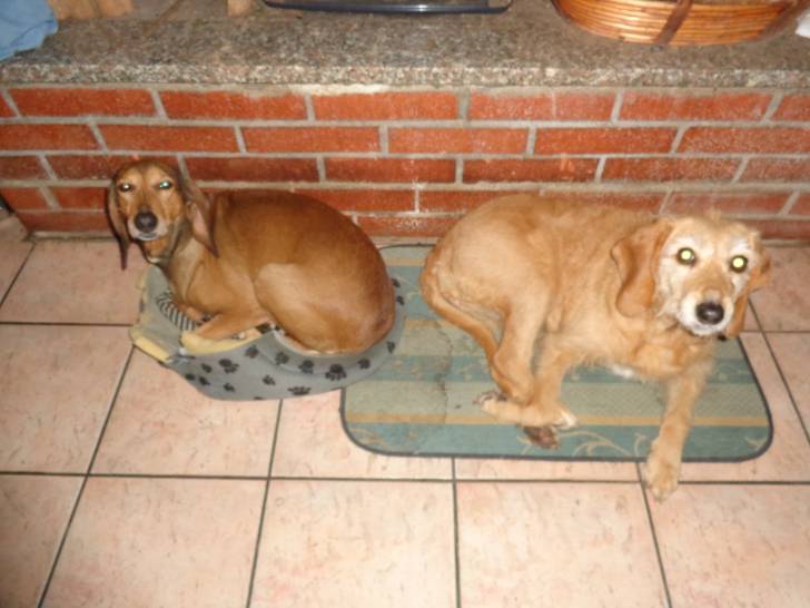 Laika e Zara -