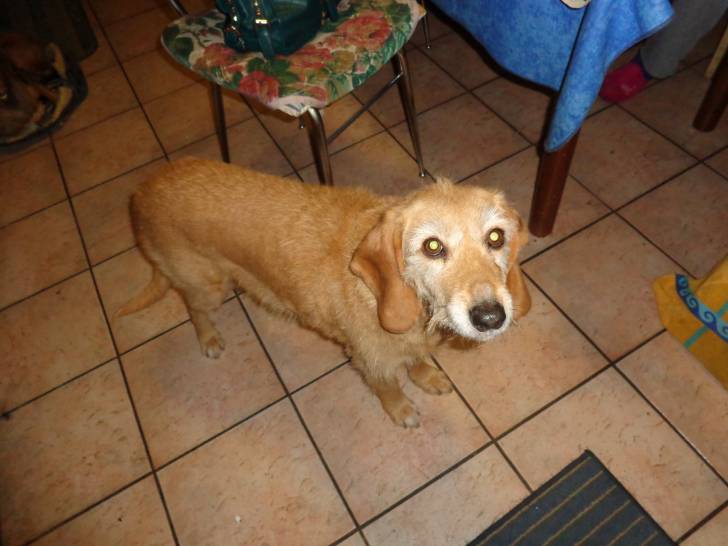 Laika - (7 ans)