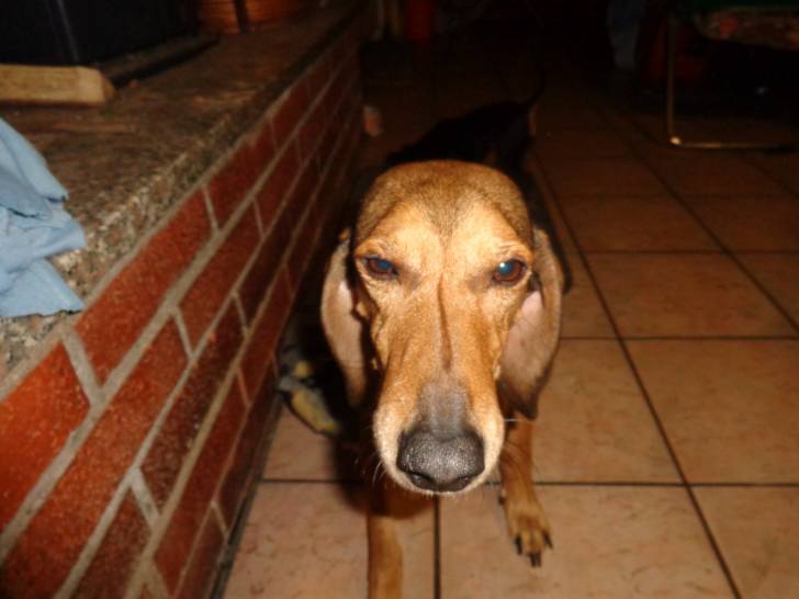 Zara - Grosser Schweizer Sennenhund (5 ans)