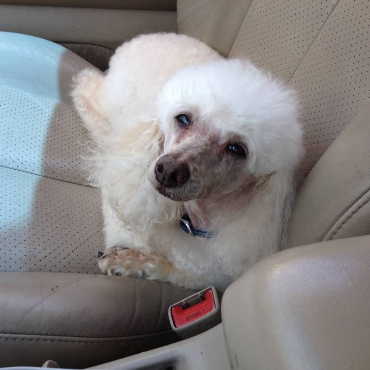 Maxwell - Mâle (13 ans)