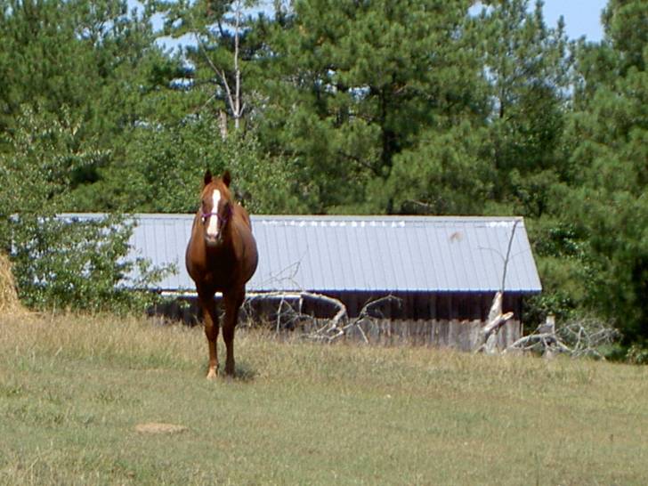 WildFire - (3 ans)