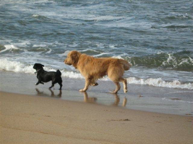 Kafú Reno - Mâle (4 ans)