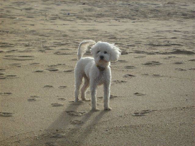 Momo - Mâle (3 ans)