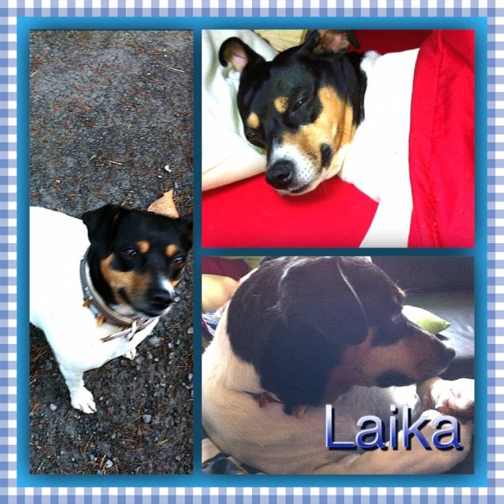 Laika - (6 ans)