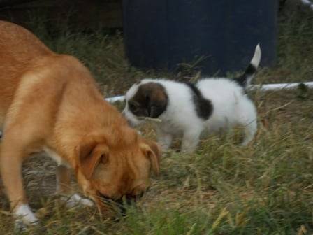 Zig zag and Greta, 2010 -