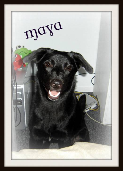 Maya - (2 ans)