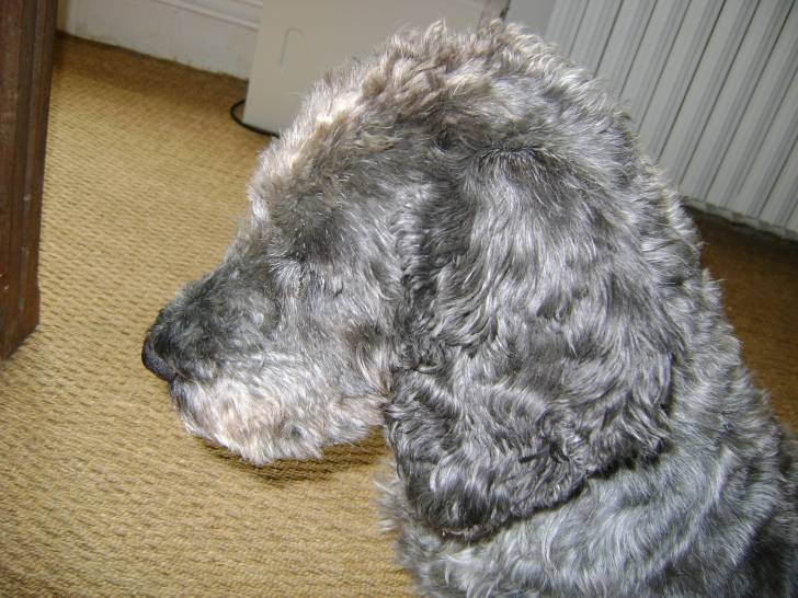 Léon - Mâle (14 ans)