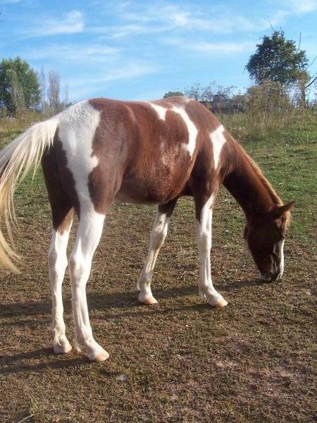 Shakotah - (4 ans)