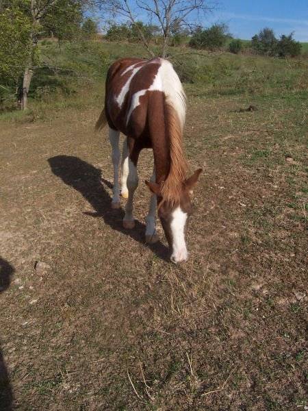Shakotah - (4 ans)