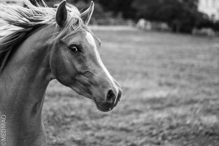 Filou - Mâle (6 ans)