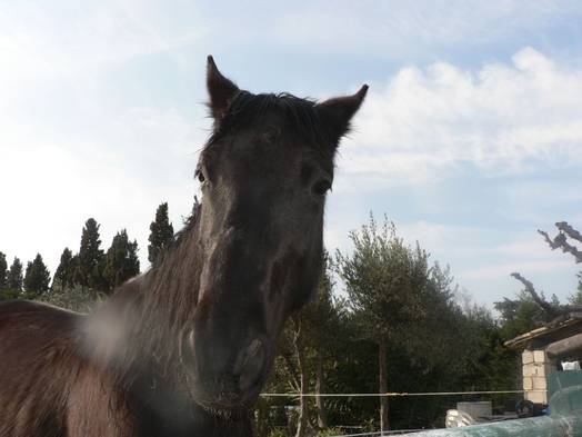Schwartz - Mâle (8 ans)