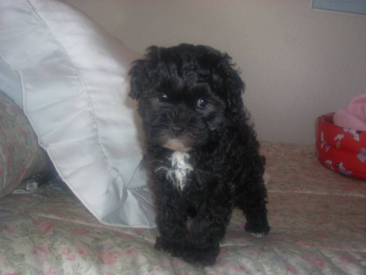 Luna - Femelle (2 ans)