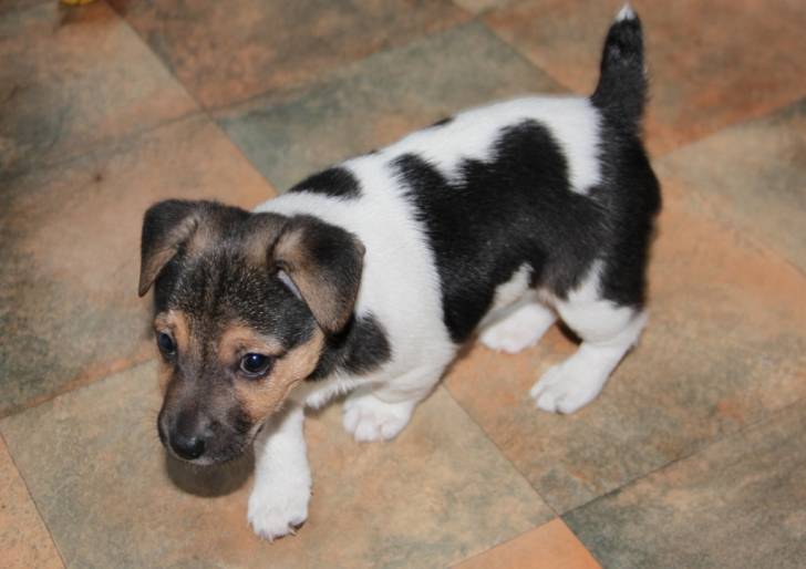 My dog as a puppy! - Mâle (3 ans)