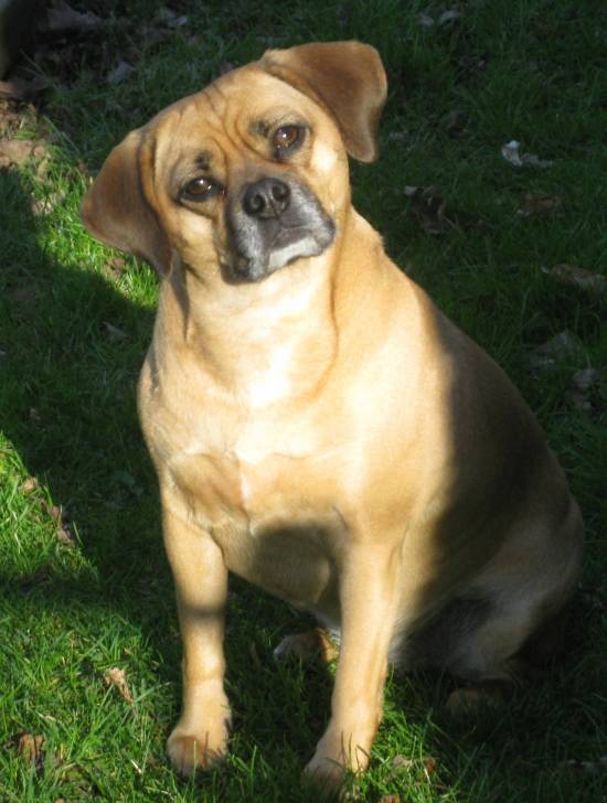 Lily - (4 mois)