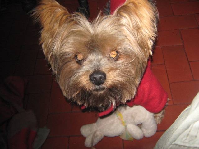 tommy - Mâle (5 ans)