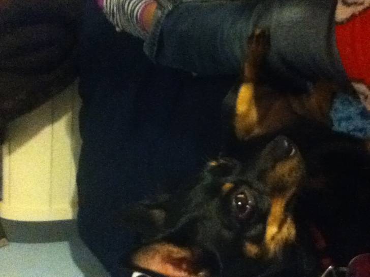 Lulu Belle - Femelle (10 mois)