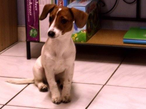 milou - Mâle (7 mois)