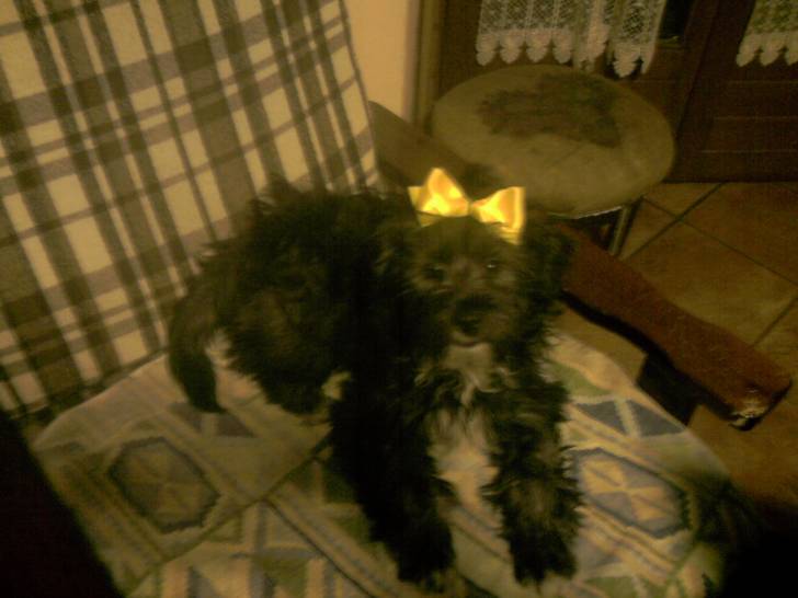 Luna - Femelle (1 an)