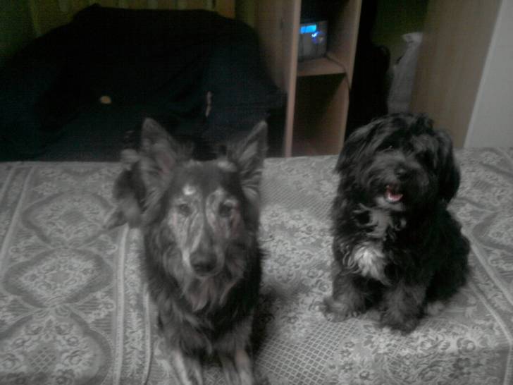 Billy e luna - (1 an)