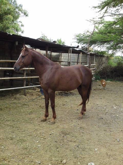 el yago - Mâle (5 ans)