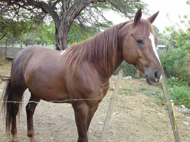 el yago - Mâle (5 ans)