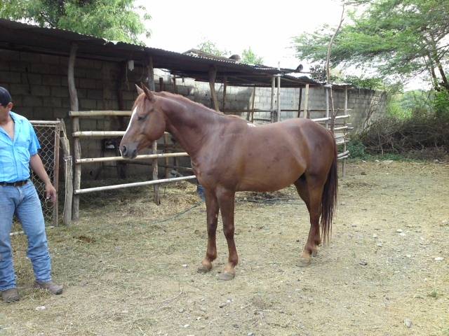 el yago - Mâle (5 ans)