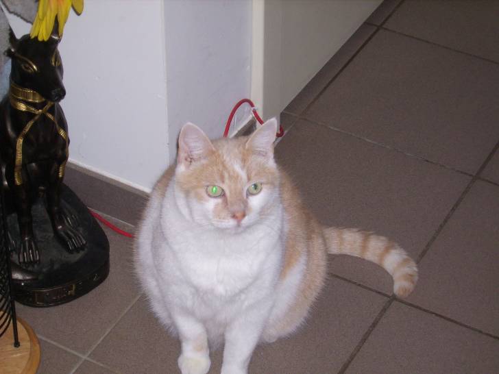 mousty - Mâle (8 ans)