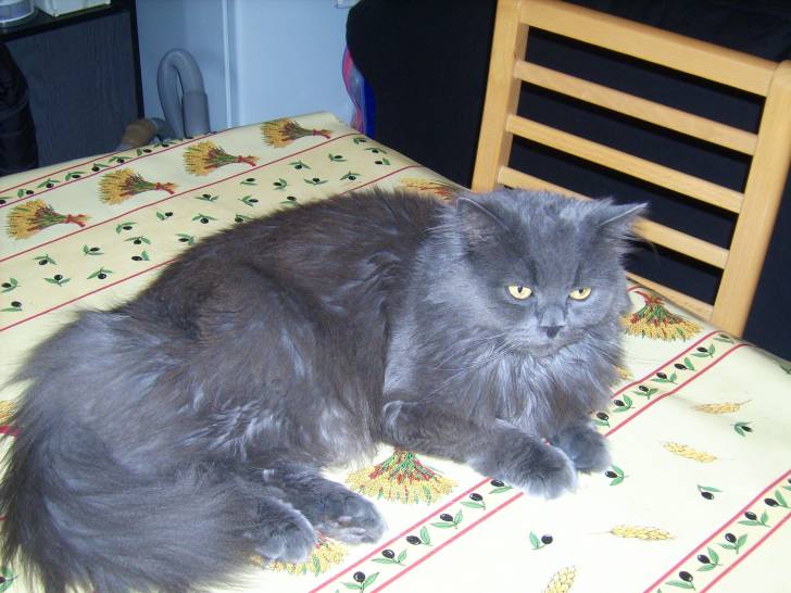 gizmo - Mâle (6 ans)